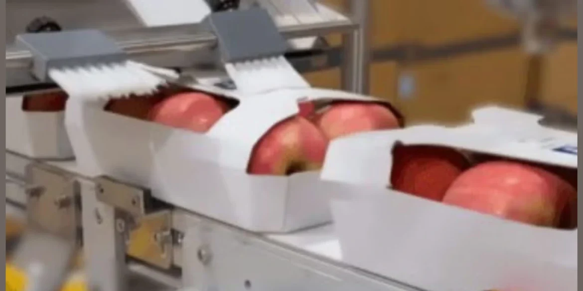 Visy launches Enviropunnet™ labelling system for plastic-free fresh produce